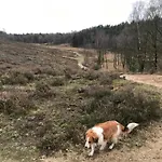 In Veluwe Near Forest Park *