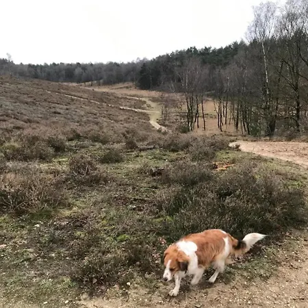 In Veluwe Near Forest Park *