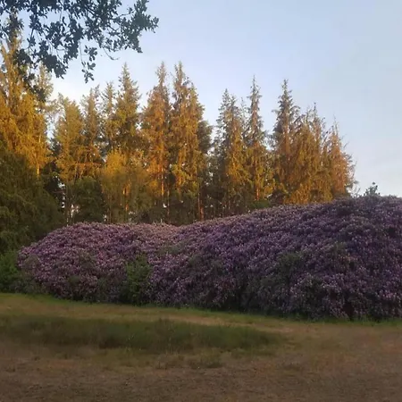 In Veluwe Near Forest Park Feriehus Garderen