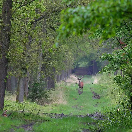 Feriehus In Veluwe Near Forest Park *